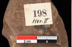 Foto (Detailansicht) von Pinus palaeostrobus Ettingshausen (NHMW-GEO-2024-0188-0198)